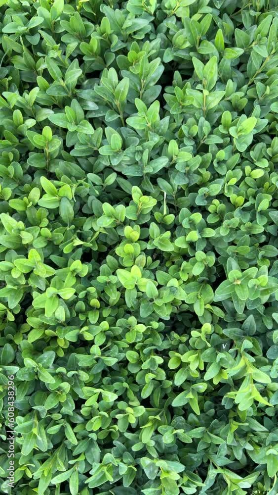 Vertical 4K rotating video. The green foliage is spinning and approaching. Zoom. Desktop wallpaper, screensaver. Concept of garden, park, landscaping, environmental consciousness, ecology. Leaf Vertical 4K rotating video. The green foliage is spinning and approaching. Zoom. Desktop wallpaper, screensaver. Concept of garden, park, landscaping, environmental consciousness, ecology. Leaf