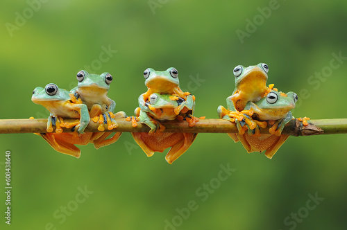Six javan tree frogs sitting on a branch, Indonesia