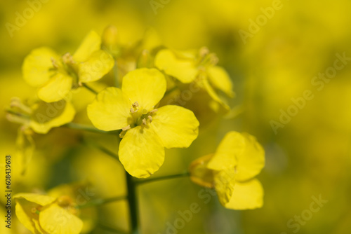 Close-up of a yellow rapeseed flower glowing in the sun against a yellow background.