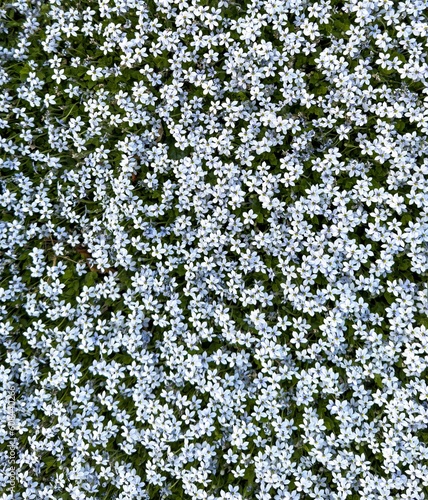 Azure Bluet (Houstonia caerulea L.) is a native species in North America