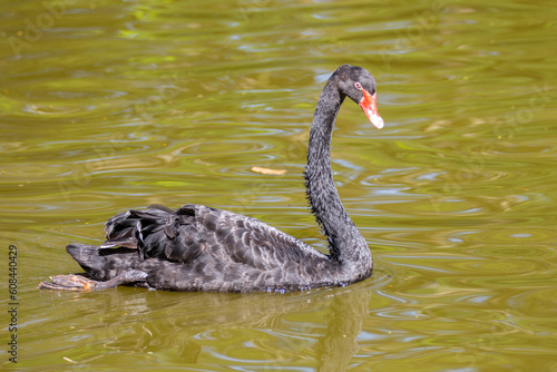 Isolated black swan swimming in tranquil lake