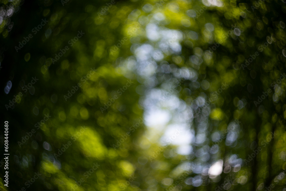 Defocused trees. Natural bokeh, blurry background out of focus Defocused trees. Natural bokeh, blurry background out of focus