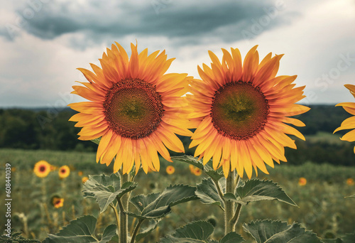 Close-up of yellow and orange sunflowers in a field
