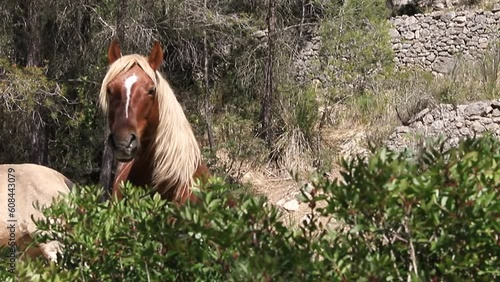 A beautiful horse peeks out from behind the bushes. Brown horse with white mane photo