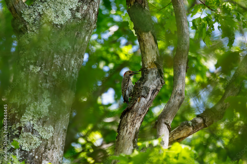 Fototapeta premium A northern flicker (colaptes auratus) perched on a tree in DelCarte conservation area