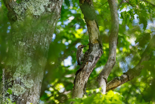 A northern flicker (colaptes auratus) perched on a tree in DelCarte conservation area