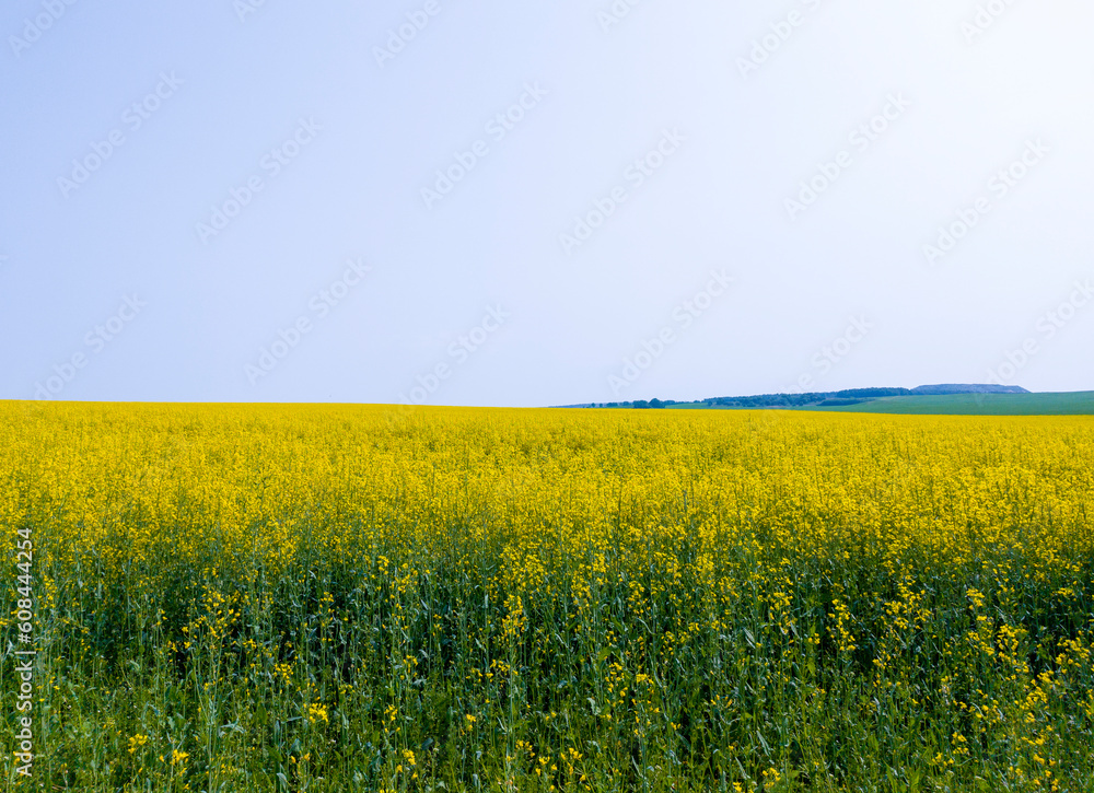 Yellow agricultural agro field of rapeseed plant culture. Yellow-blue background for tourism, design, advertising and agro business Yellow agricultural agro field of rapeseed plant culture. Yellow-blue background for tourism, design, advertising and agro business