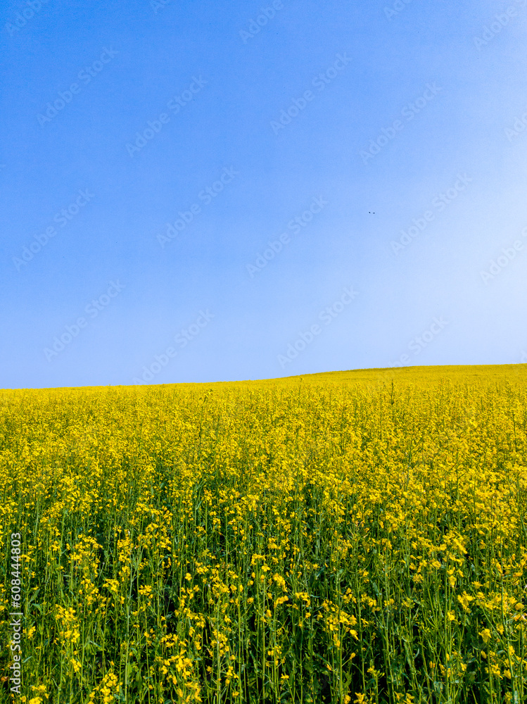 Yellow agricultural agro field of rapeseed plant culture. Yellow-blue background for tourism, design, advertising and agro business Yellow agricultural agro field of rapeseed plant culture. Yellow-blue background for tourism, design, advertising and agro business