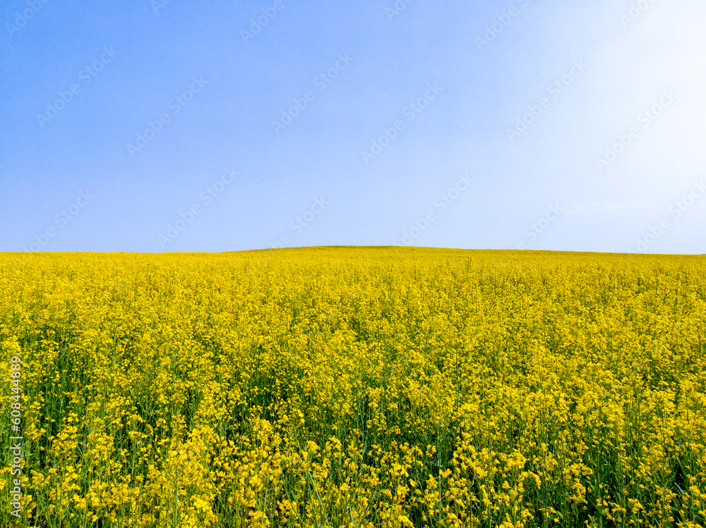 Yellow agricultural agro field of rapeseed plant culture. Yellow-blue background for tourism, design, advertising and agro business