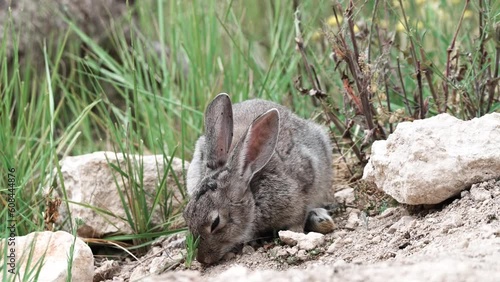 conejo salvaje comiendo hierbas silvestres photo