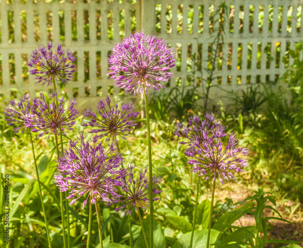 Obraz premium Allium hollandicum 'Purple Sensation' (Ornamental Onion)
