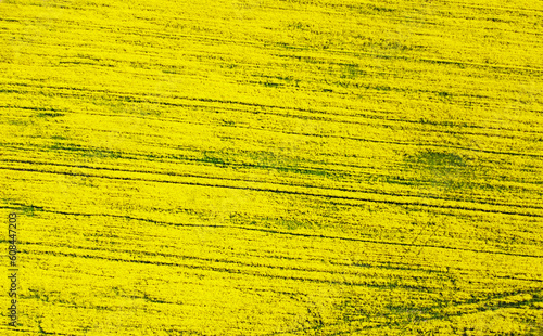 Aerial view of the yellow agricultural agro field of rapeseed plant culture. Yellow background for tourism, design, advertising and agro business