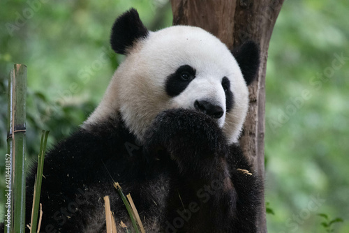 Fototapeta Naklejka Na Ścianę i Meble -  close up Cute Fluffy Panda China