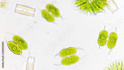 Bild auf Leinwand Staurodesmus convergens, a single cell freshwater green microalgae that produce exopolysaccharide