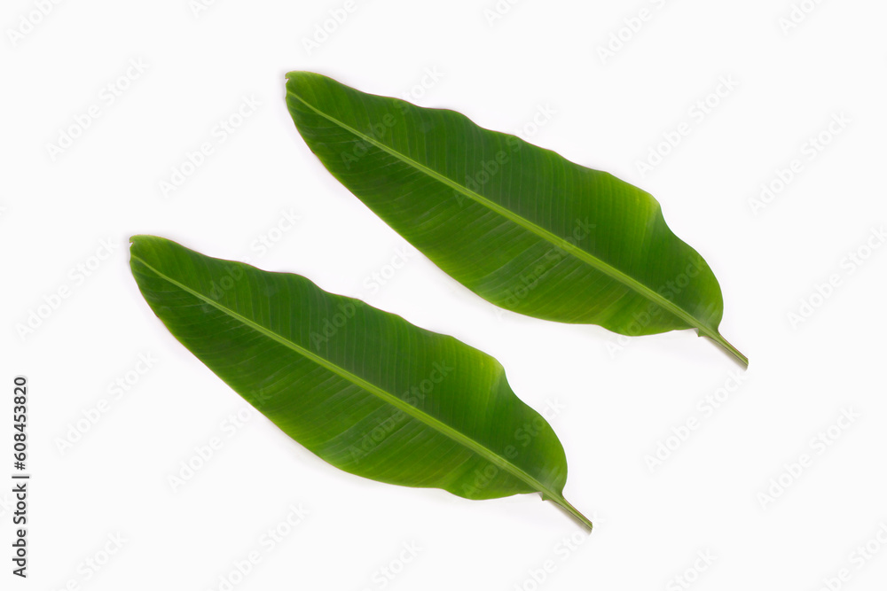 two banana leaves isolated on white background, supine position two banana leaves isolated on white background, supine position