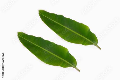 two banana leaves isolated on white background, supine position