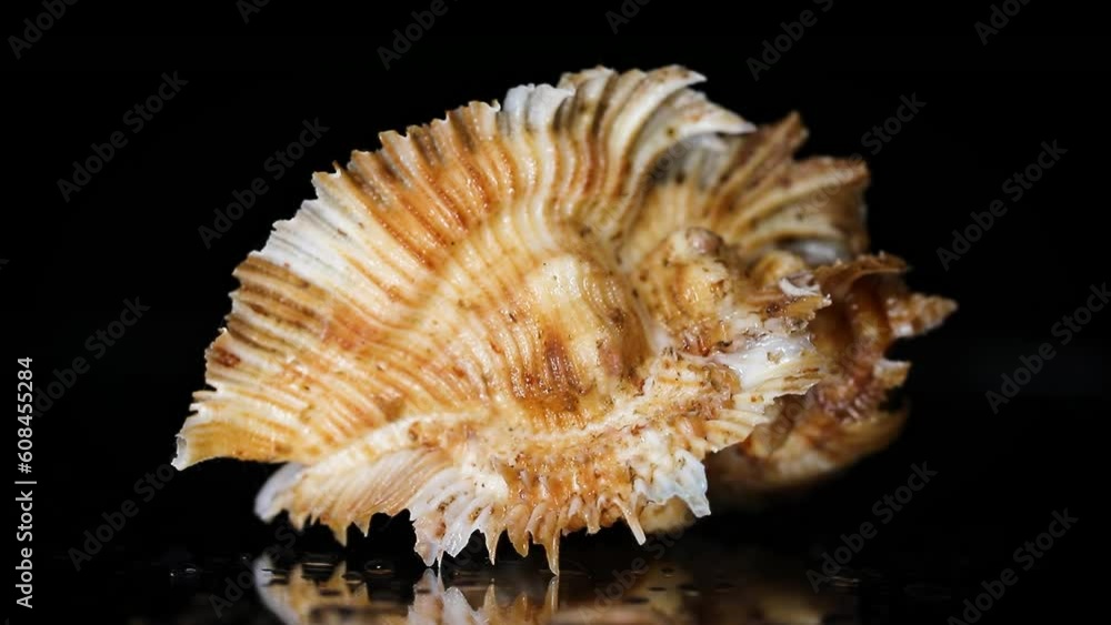 Sea shell Sea shell