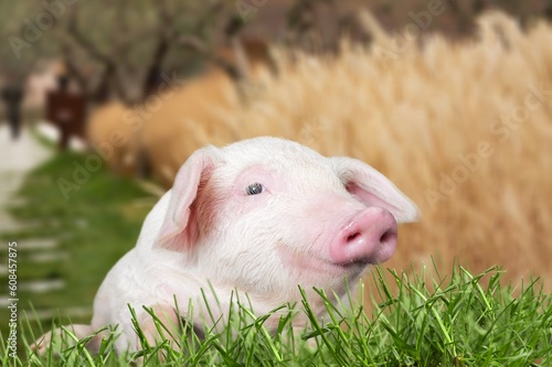 Cutie small funny pig on green grass.