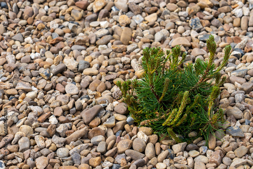 Pine in the flowerbed. Decorative needles. Greening the urban environment. Background with selective focus Pine in the flowerbed. Decorative needles. Greening the urban environment. Background with selective focus