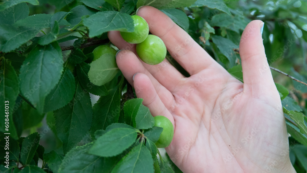 Woman`s hand collecting yellow cherry plums from the tree. Concept: picking and harvesting of the crop Woman`s hand collecting yellow cherry plums from the tree. Concept: picking and harvesting of the crop