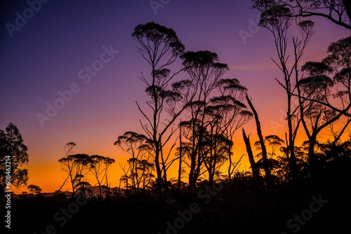 sunset with trees