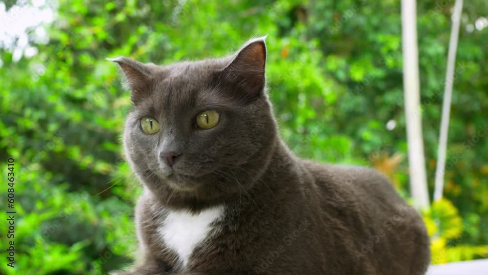 The contented cat sniffs. The gray cat is studying the world around. The cat lies on the railing of the veranda. The kitten looks around. The kitten is resting after a walk. Close-up of a pet The contented cat sniffs. The gray cat is studying the world around. The cat lies on the railing of the veranda. The kitten looks around. The kitten is resting after a walk. Close-up of a pet