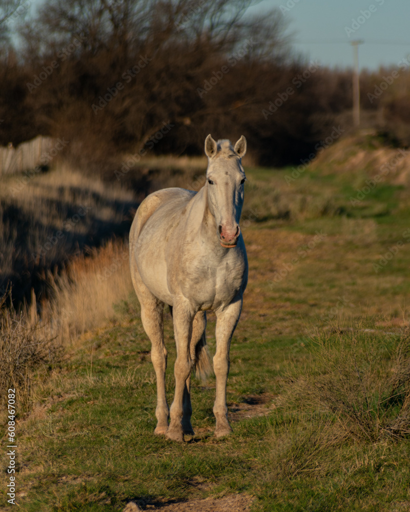 Caballo Blanco Caballo Blanco