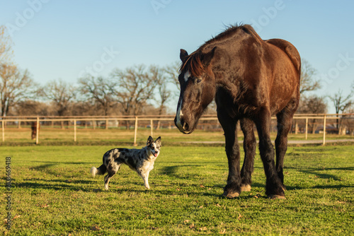 large Percheron horse and small Australian Shepherd cattle dog standing together in a pasture