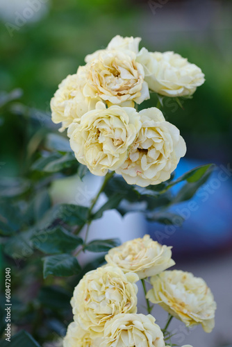 淡いクリーム色の薔薇の花。優しさに溢れた気品のある花びらをクローズアップ撮影