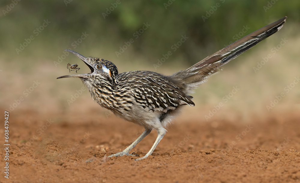 Obraz premium road runner with grasshopper in its beak