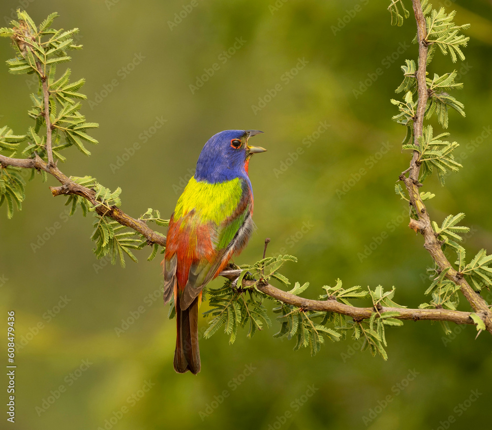 Singing Painted Bunting Singing Painted Bunting