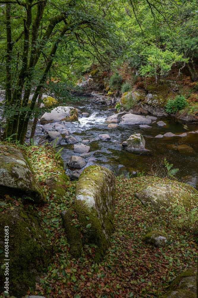 Dense forest in Brittany Dense forest in Brittany