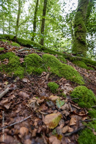 Dense forest in Brittany
