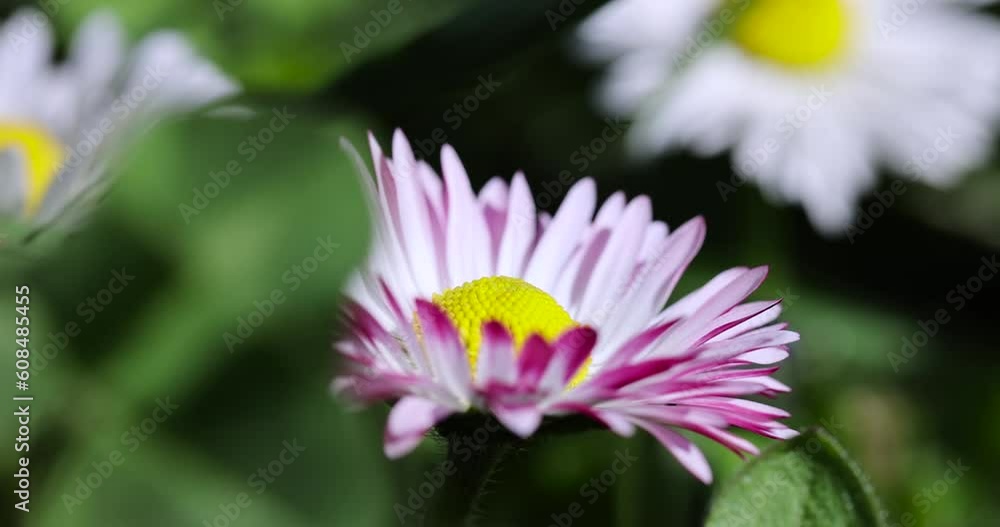 beautiful blooming daisies white and red in spring, growing in the grass small but beautiful daisy flowers beautiful blooming daisies white and red in spring, growing in the grass small but beautiful daisy flowers