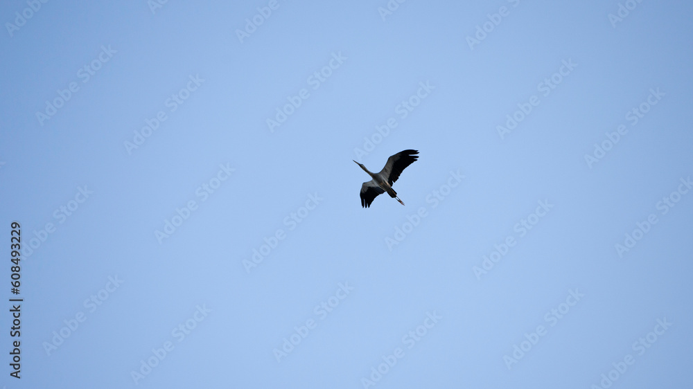Bird flying in the blue sky. Wildlife scene from nature. Ciconia ciconia Bird flying in the blue sky. Wildlife scene from nature. Ciconia ciconia