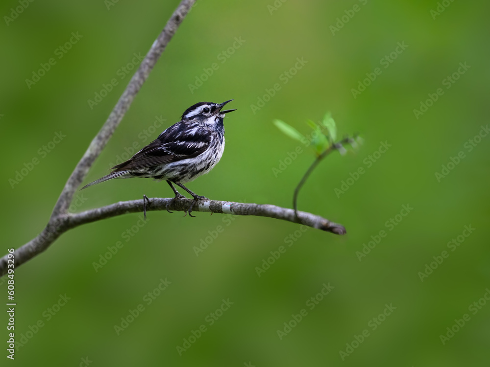 Black-and-white Warbler singing in Spring, portrait on green background