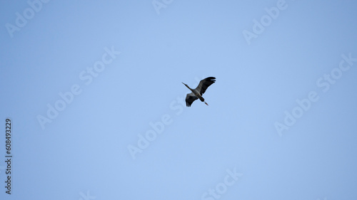 Bird flying in the blue sky. Wildlife scene from nature. Ciconia ciconia