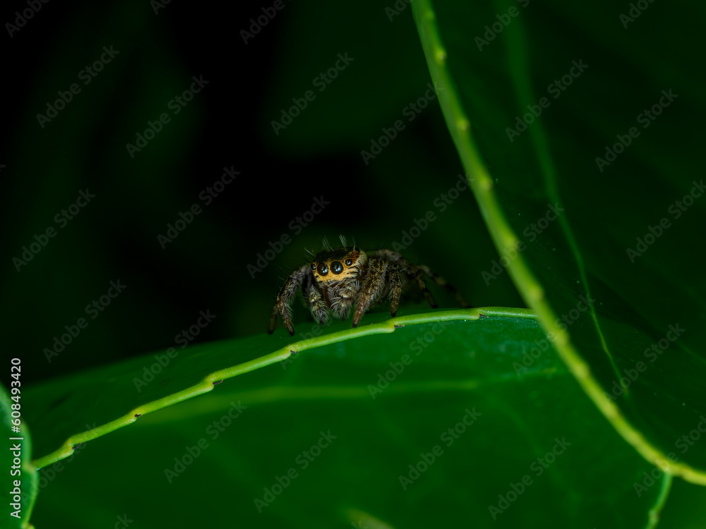 Araña saltarina en el bosque un día de lluvia y sol Araña saltarina en el bosque un día de lluvia y sol