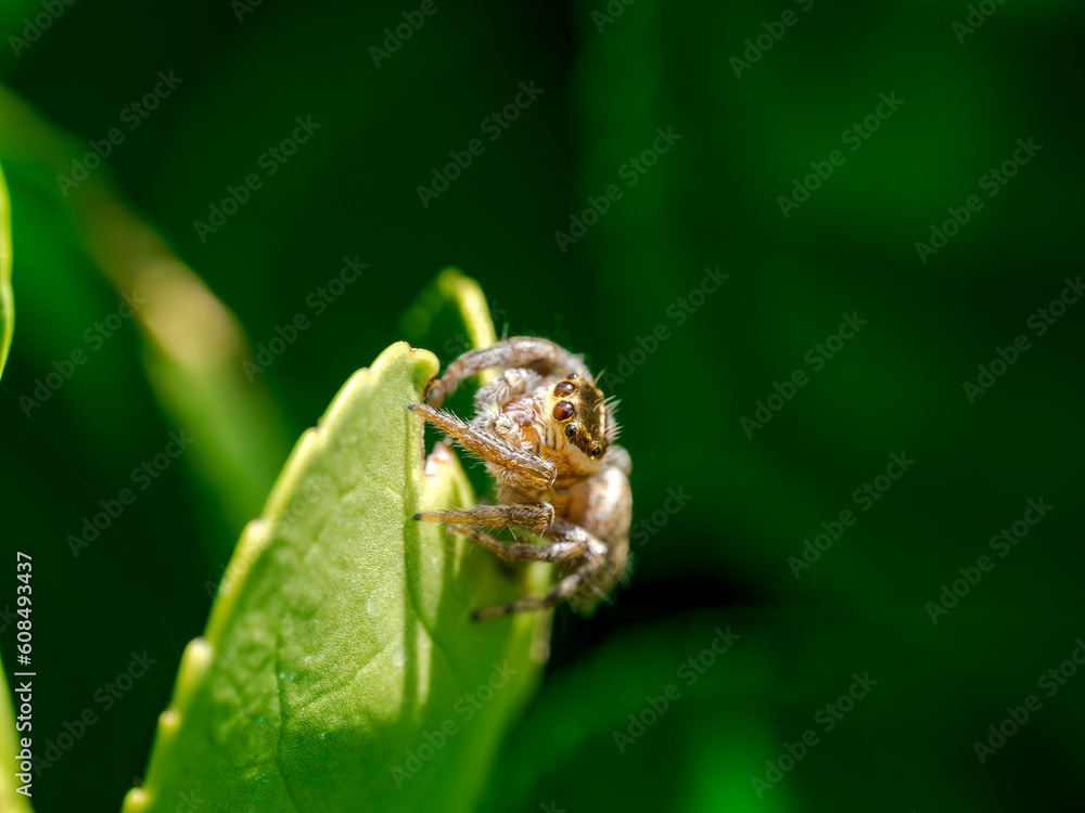 Araña saltarina en el bosque un día de lluvia y sol