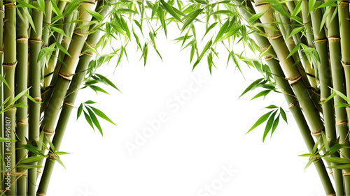 verdant bamboo shoots as a frame border  isolated with negative space for layouts