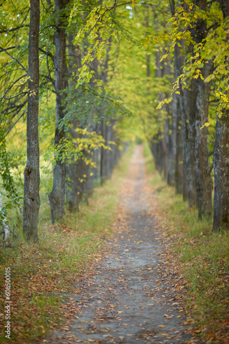 Autumn linden tree alley. Path under yellow trees with falling autumn leaves.