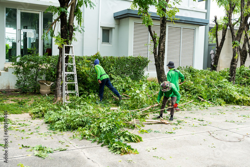 Professional gardener pruning a tree at village