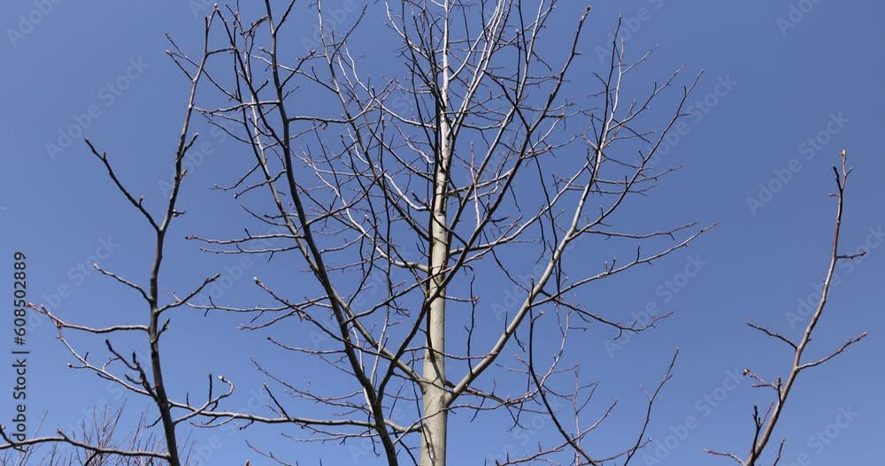 deciduous trees in sunny weather in early spring, different types of trees without foliage in early spring deciduous trees in sunny weather in early spring, different types of trees without foliage in early spring