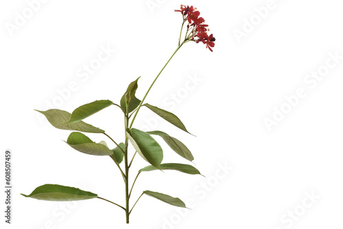 Pink flowers  and green leaf isolated on white background with path.Pink flowers