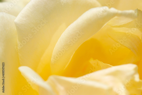 Soft cream yellow colored rose flower petal. Sunny outdoor close up macro photograph.