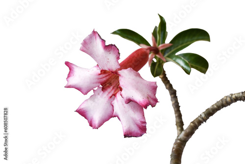 Pink flowers  and green leaf isolated on white background with path.Pink flowers