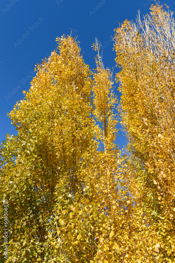 Autumn Colours In Kyneton, Victoria, Australia Autumn Colours In Kyneton, Victoria, Australia