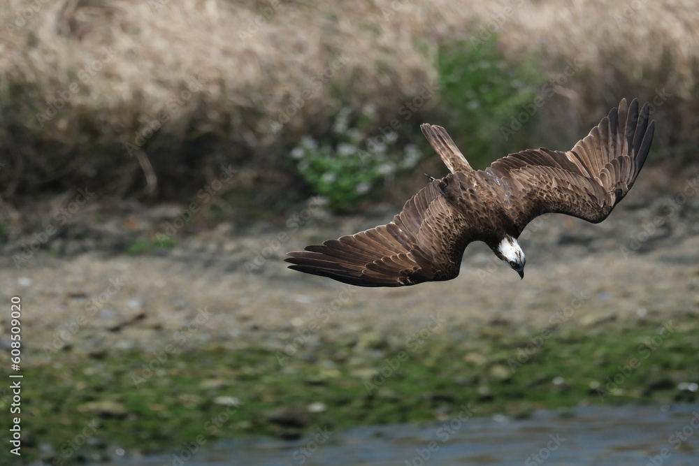 Obraz premium 獲物を狙い急降下する猛禽類のミサゴ