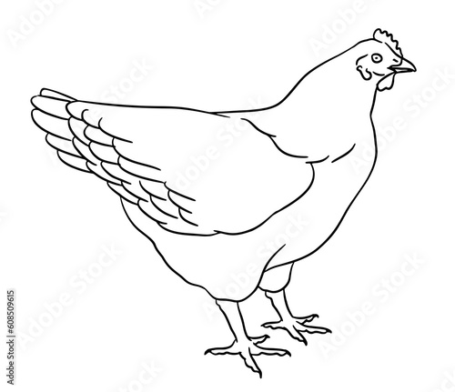 Hand-drawn illustration of a hen