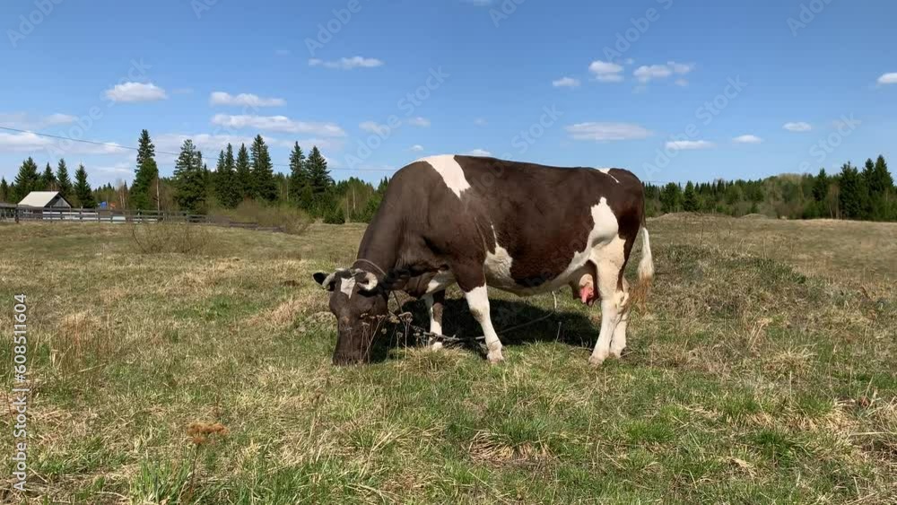 The cow eats fresh green grass on the lawn or in the field. Beautiful countryside landscape with blue sky and clouds. Agriculture concept. Picturesque rural scene. Close up dolly shot The cow eats fresh green grass on the lawn or in the field. Beautiful countryside landscape with blue sky and clouds. Agriculture concept. Picturesque rural scene. Close up dolly shot